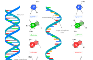 Nucleic Acids Nucleic acids, deoxyribonucleic acid (DNA) and ribonucleic acid (RNA) structure, sequence, discovery, and functions of nucleic acid