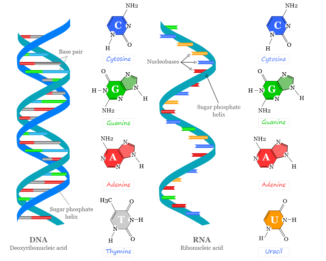 Nucleic acids, deoxyribonucleic acid (DNA) and ribonucleic acid (RNA) structure, sequence, discovery, and functions of nucleic acid