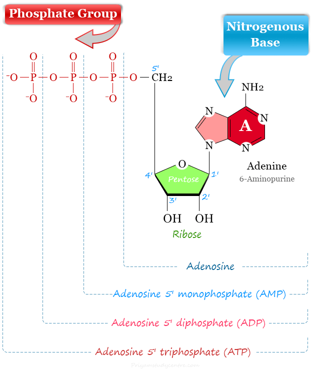 Nucleoside to nucleotide synthesis, structure and function
