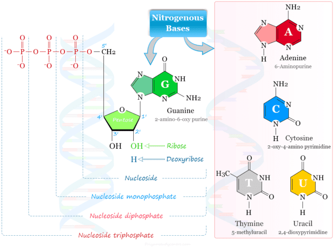 Nucleotide DNA and RNA Structure, Synthesis