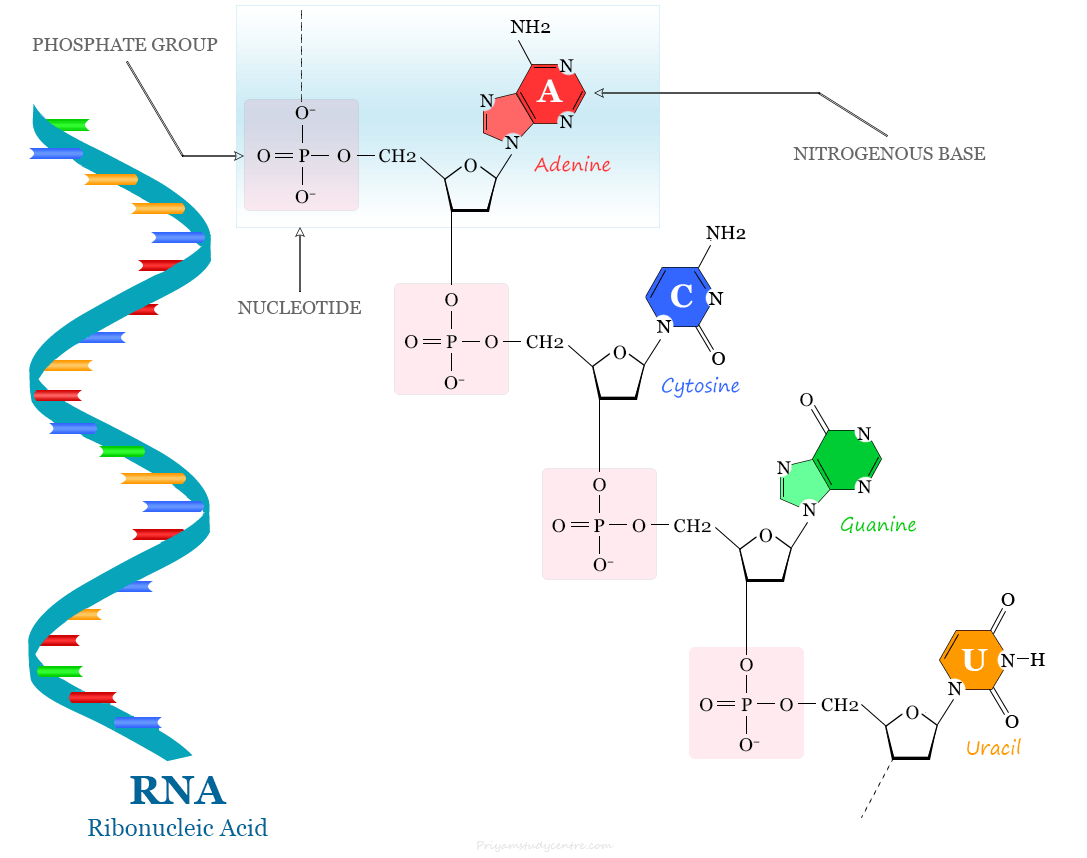 Nucleotide of RNA (ribonucleic acid) sequence, structure, and synthesis of RNA nucleotide monomer