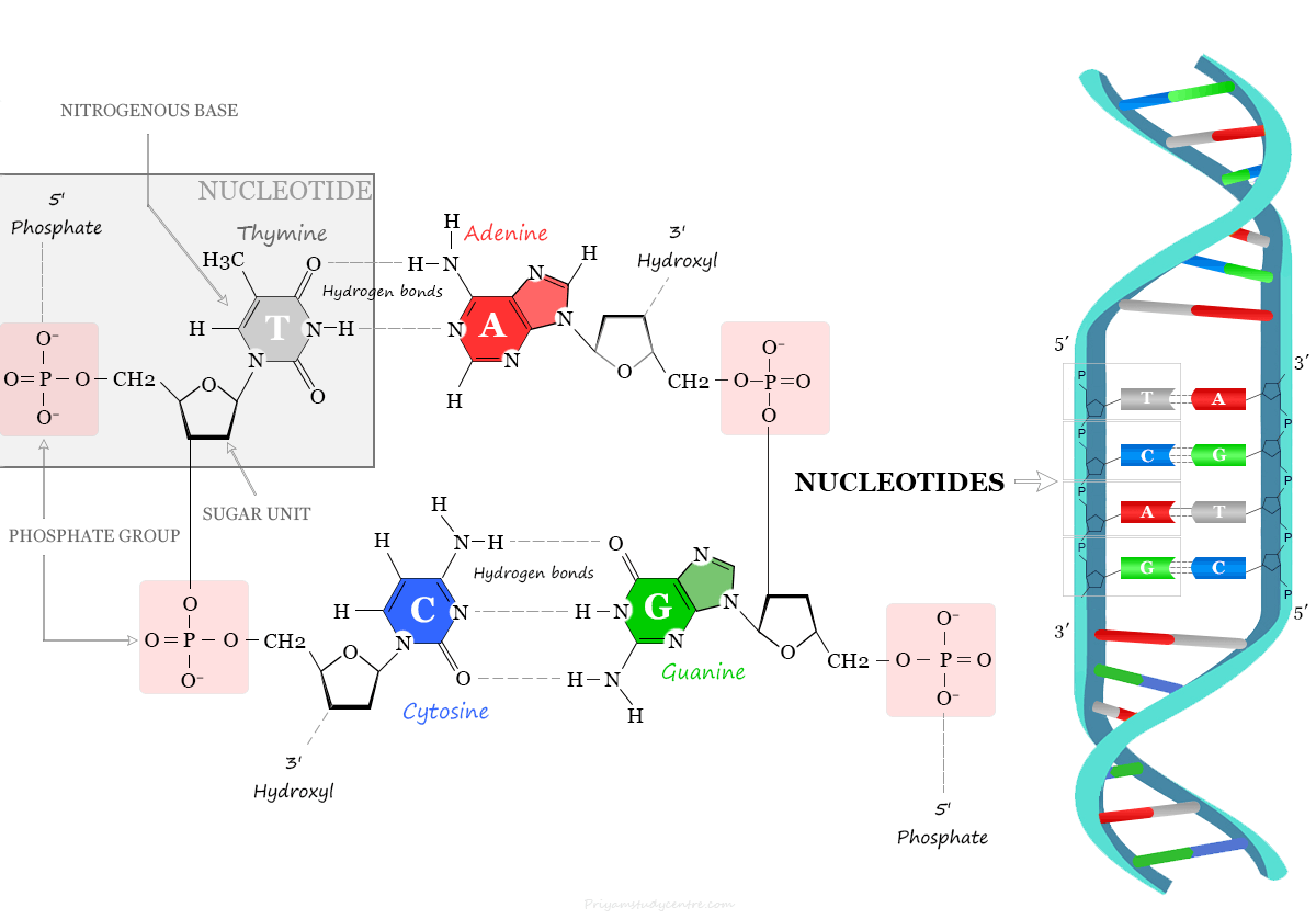 Nucleotides of DNA (deoxyribonucleic acid) sequence, structure, and synthesis