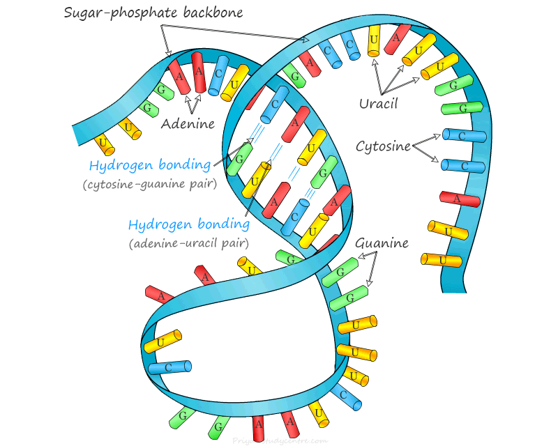 Nucleotide - DNA and RNA - Structure, Synthesis