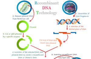 Recombinant DNA Technology Recombinant DNA technology (rDNA) technology examples, steps, process, and transgenic animals with applications in medicine, food industry, agriculture, and enviourment