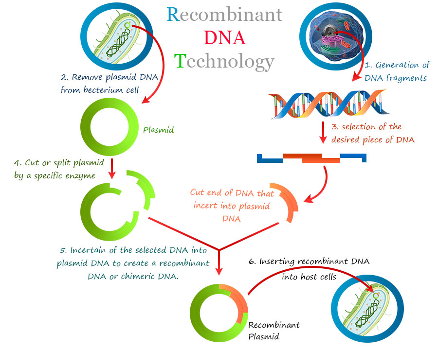 Recombinant DNA technology (rDNA) technology examples, steps, process, and transgenic animals with applications in medicine, food industry, agriculture, and enviourment