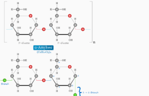 Starch Starch formula, definition, healthy use, and structure of amylose and amylopectin