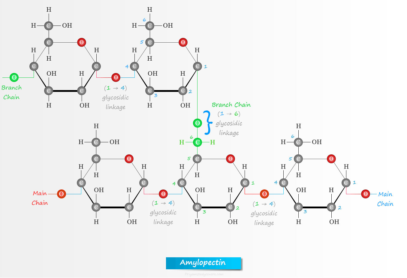 Amylopectin type of starch formula and structure