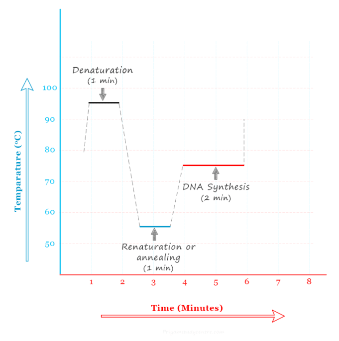 Polymerase Chain Reaction - PCR - Technology, Testing, Uses