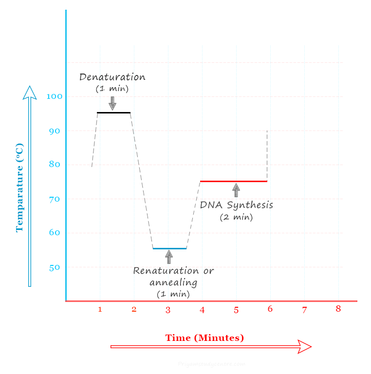 Polymerase Chain Reaction - PCR - Steps, Definition, Uses