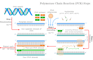 Polymerase Chain Reaction Polymerase chain reaction (PCR) steps, process, technique, and uses in biology and biotechnology