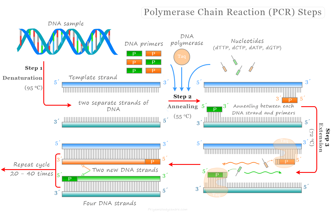 Polymerase chain reaction (PCR) steps, process, technique, and uses in biology and biotechnology