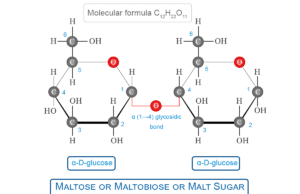 Maltose Sugar Maltose sugar formula C12H22O11, chemical structure, hydrolysis, food sources and maltose syrup