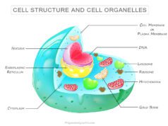 Cell in Biology Cell in biology, structure and functions of cells and cell organelles with examples, plasma membrane, cell wall, nucleus, and cytoplasm
