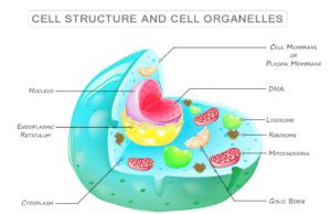 Cell in Biology Cell in biology, structure and functions of cells and cell organelles with examples, plasma membrane, cell wall, nucleus, and cytoplasm