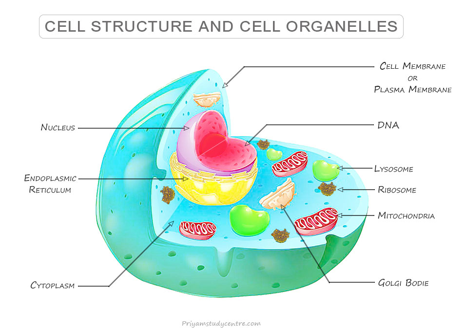 Biology Cell Structure And Functions Biology M1 Cell Structure And Biology Cell Structure And Functions Biology M1 Cell Structure And