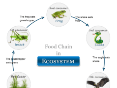 Ecosystem Ecosystem definition, components, and examples of the food chain