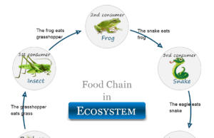 Ecosystem Ecosystem definition, components, and examples of the food chain