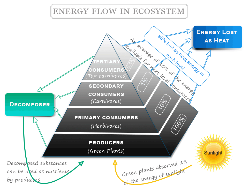 Energy flow in ecosystem and trophic levels