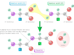 Peptides Peptide structure, sources, uses, and list of peptides with their types of benifits or what they do