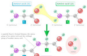 Peptides Peptide structure, sources, uses, and list of peptides with their types of benifits or what they do