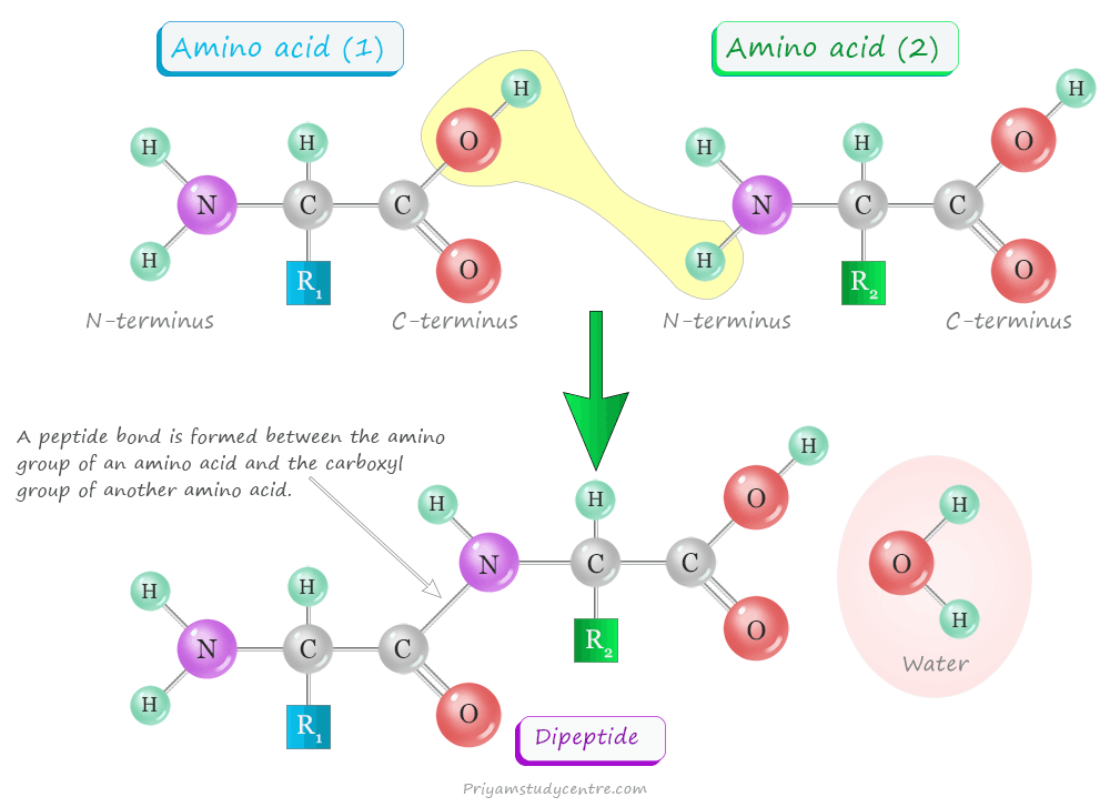 Peptide structure, sources, uses, and list of peptides with their types of benifits or what they do