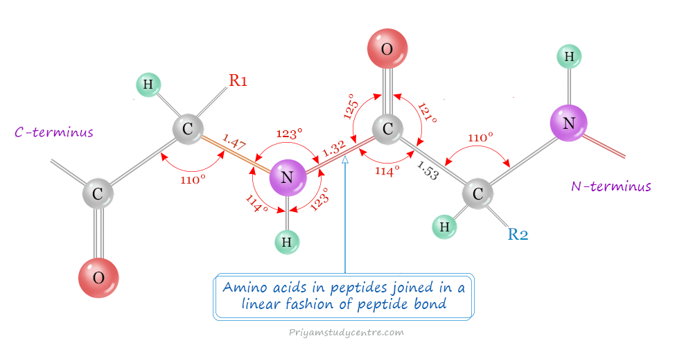 Peptides structure and peptide bond in polypeptides with the list of benefits and uses in skincare, bodybuilding, and weight loss