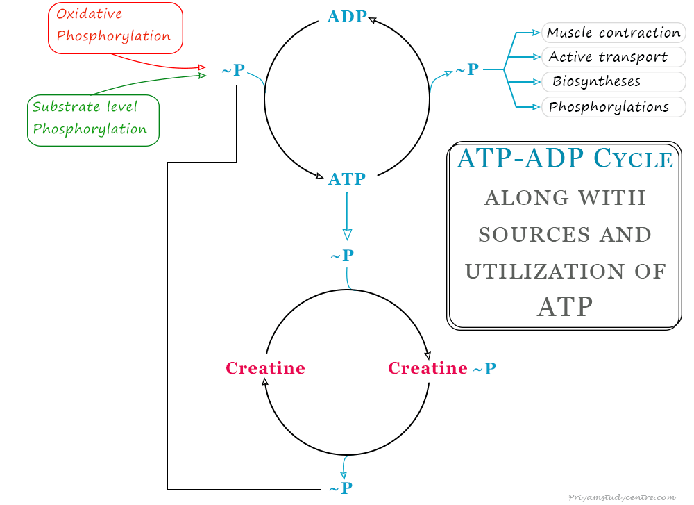 Adenosine triphosphate (ATP) ADP cycle and energy currency of the cell