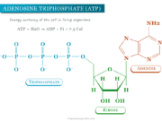 Adenosine Triphosphate Adenosine triphosphate (ATP) structure, cycle, energy currency of the cell