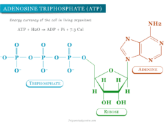 Adenosine Triphosphate Adenosine triphosphate (ATP) structure, cycle, energy currency of the cell