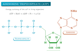 Adenosine Triphosphate Adenosine triphosphate (ATP) structure, cycle, energy currency of the cell
