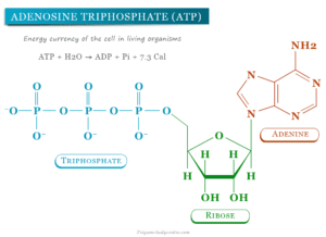 Adenosine Triphosphate - ATP - Energy, Cycle, Structure
