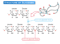 Glycogen Glycogen structure formed by glucose molecules, storage, functions and disease due to abnormal synthesis and degradation