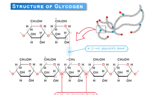 Glycogen Glycogen structure formed by glucose molecules, storage, functions and disease due to abnormal synthesis and degradation