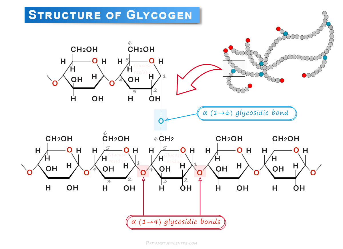 Glycogen structure formed by glucose molecules, storage, functions and disease due to abnormal synthesis and degradation