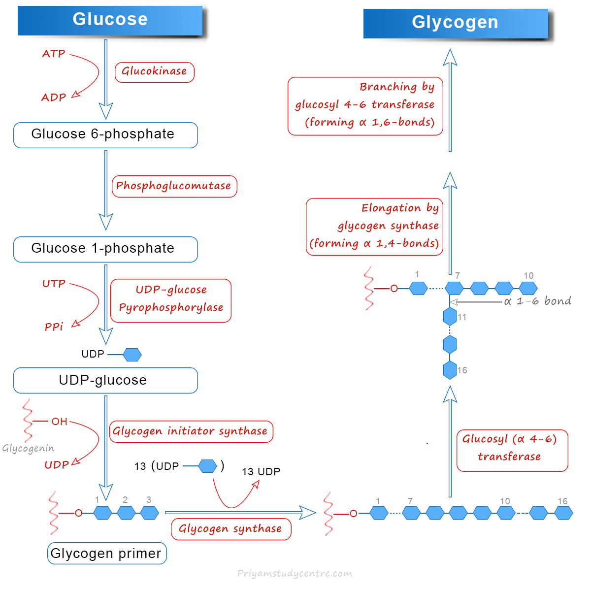 Glycogen synthesis pathway from glucose